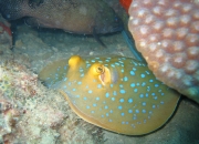 Stingray from Wikipedia